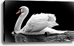 Постер Белый лебедь на черной воде