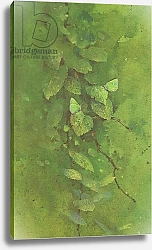 Постер Бенингфилд Гордон (1936-98) Green Hairstreak Butterfly on green foliage, from Beningfield's Butterflies pub.by Chatto & Windus, 1978