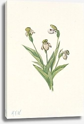 Постер Уолкотт Мари Northern Ladyslipper. Cypripedium passerinum