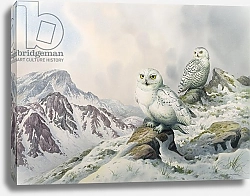 Постер Даннер Карл (совр) Pair of Snowy Owls in the Snowy Mountains, Australia