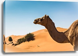 Постер Верблюд на фоне дюн