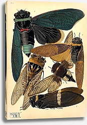 Постер Insects by E. A. Seguy №1