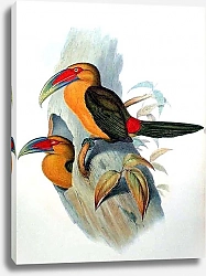 Постер Saffron-coloured Hill Toucan