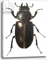 Постер Графтон Эле (совр) Stag Beetle, 2011