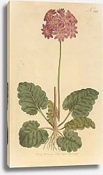 Постер Primula Cortusoides. Cortusa-Leaved Primula