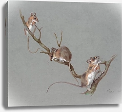 Постер Three field mice