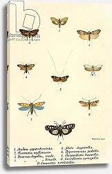 Постер Школа: Английская 19в. Butterflies 91