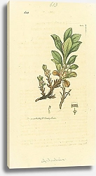 Постер Sowerby Ботаника №5 1