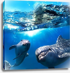 Постер Два дельфина под водой