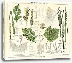 Постер Болезни растений