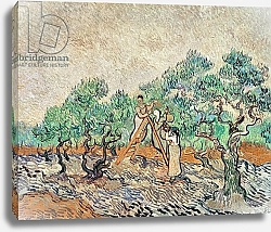 Постер Ван Гог Винсент (Vincent Van Gogh) The Olive Orchard, 1889