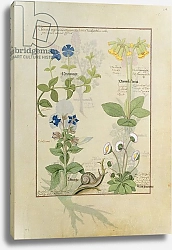 Постер Тестард Робинет (бот) Ms Fr. Fv VI #1 fol.114 Top row: Blue Clematis or Crowfoot and Primula.  c.1470