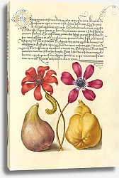 Постер Хофнагель Йорис Poppy Anemones, Caterpillar, Fig, and Quince