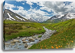 Постер Россия, Алтай. Цветы у горной реки