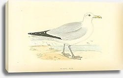 Постер Herring Gull 2