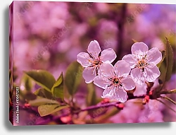 Постер Три цветущих цветок вишни