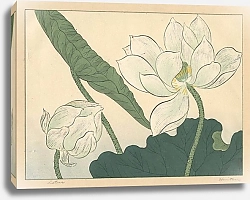 Постер Хоицу Сакаи Lotus