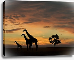 Постер Жирафы на фоне заката