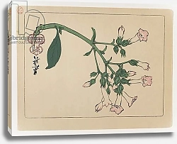 Постер Дзэсин Сибата Flowering Plant from the Series Hana Kurabe, c.1880