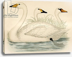 Постер Моррис (акв, птицы) Swans