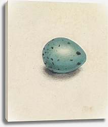 Постер Сауэрби Джеймс A Bird’s Egg
