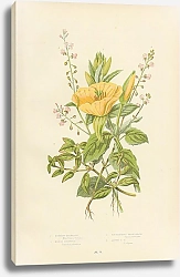 Постер Evening Primrose, Marsh Isnardia, Enchanter's Nightshade, Alpine e.n.