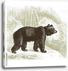 Постер Бурый медведь, ретро