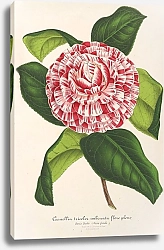 Постер Лемер Шарль Camellia tricolor imbricata plena