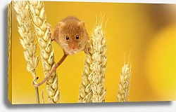 Постер маленький мышонок на колосьях