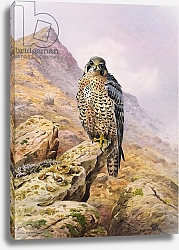 Постер Даннер Карл (совр) Peregrine Falcon 3
