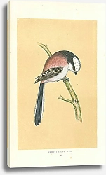 Постер Long-tailed Tit 3