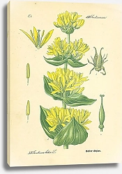 Постер Gentianaceae, Gentiana lutea