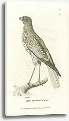 Постер Long Legged-Falcon 1