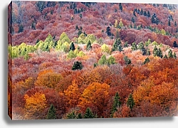 Постер Carpathian forest in autumn