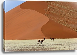 Постер Антилопы на фоне огромной дюны