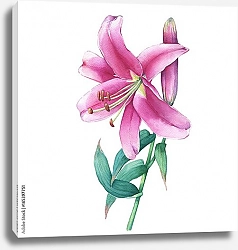 Постер Акварельная розовая лилия