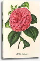 Постер Лемер Шарль Camellia Clodia