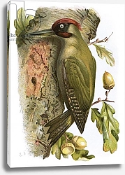 Постер Школа: Английская 20в. Green Woodpecker