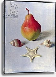Постер Ливайн Томар Pear and Shells, 1981
