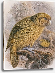Постер Kakapo (male & female)
