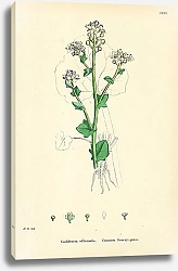 Постер Cochlearia Officinalis. Common Scurvy-grass. 1