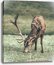Постер Пасущийся олень с ветвистыми рогами