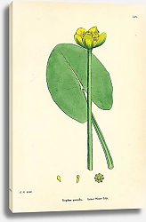 Постер Nuphar pumila. Least Water Lily 1