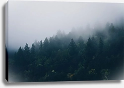 Постер Туман в лесу