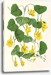 Постер Лемер Шарль Tropœolum chrysanthum