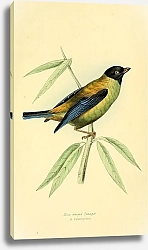 Постер Blue winged Tanager