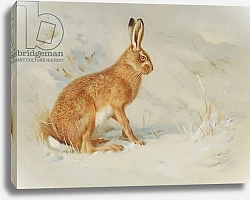 Постер Торнбурн Арчибальд (Бриджман) Lepus europaeus, European brown hare, Plate 33 from British Mammals Vol. 1 & 2 by Archibald Thorburn, 1920-21