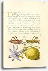 Постер Хофнагель Йорис Wart-Biter, Grasshopper, Hyacinth, and Almond