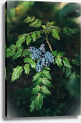 Постер Синие лесные ягоды