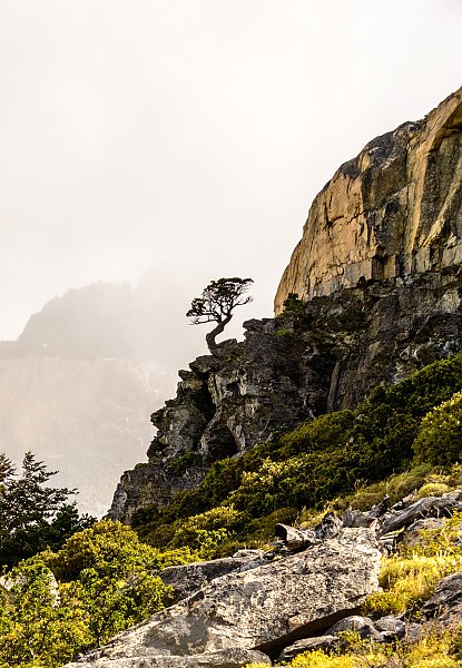 Сосна на крутом обрыве, национальный парк Торрес-дель-Пейн, Чили